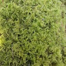 Moss on log - Live Feather Moss on a log- Terrarium, Gardens, Pots, Baskets, Display, Living Moss