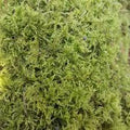 1L bag Live Feather Moss - Wreaths, Terrarium, House Plant, Gardens, Pots, Baskets. Capillary, Mulch, Potting, Display, Living Moss