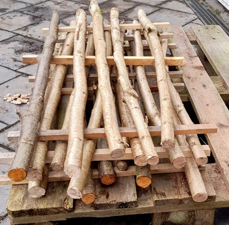 Morris Dancing Hazel stick 60cm x 31mm or 76cm x 31mm. Best sound. Fresh cut.