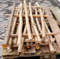 Morris Dancing Hazel stick 60cm x 31mm or 76cm x 31mm. Best sound. Fresh cut.