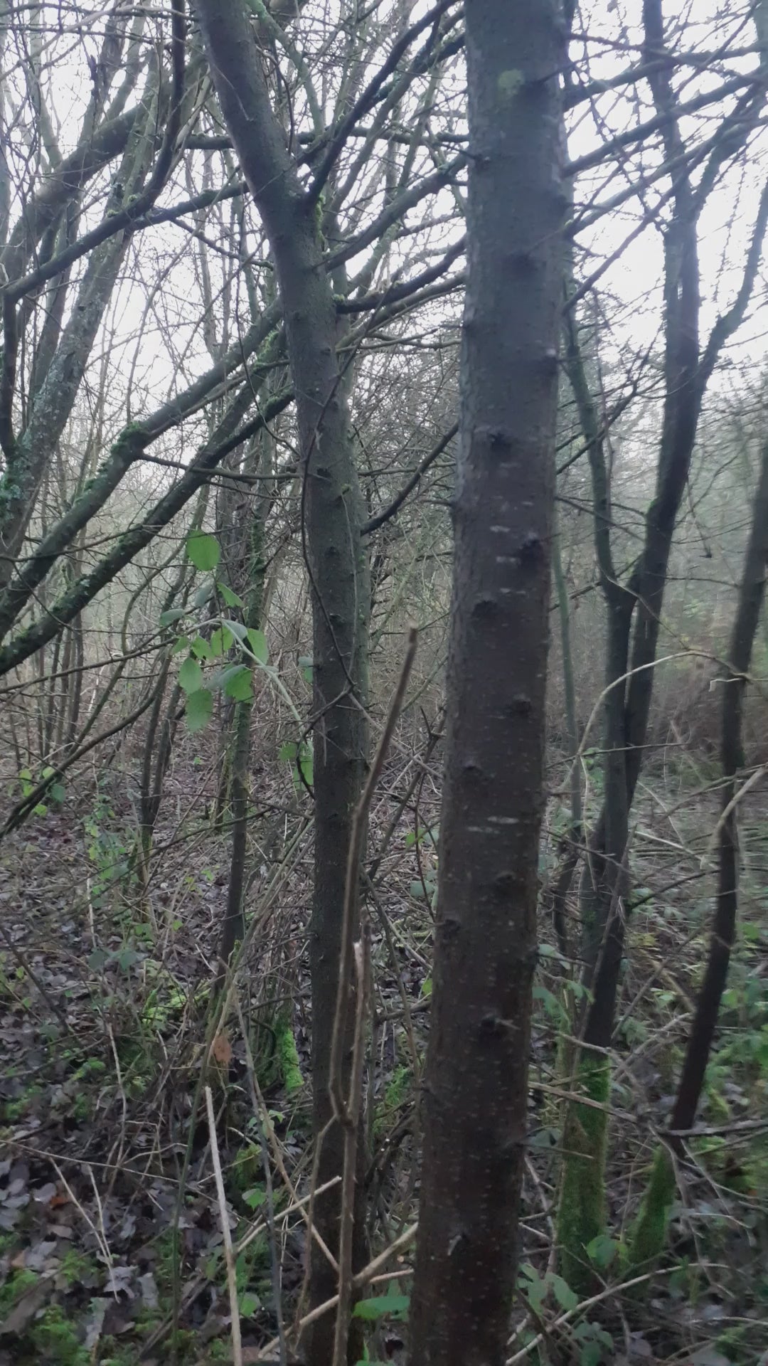 video of blackthorn
