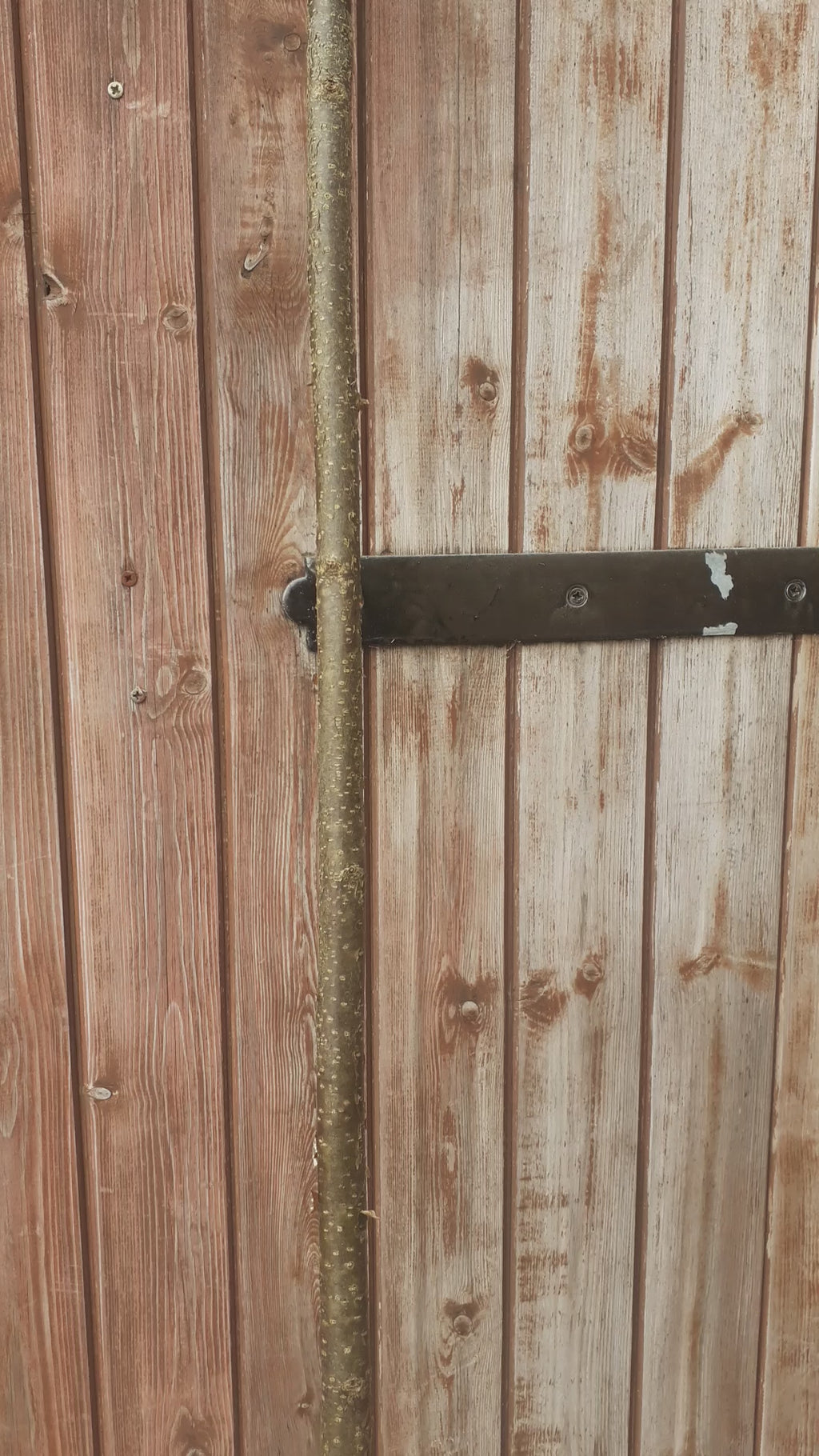 120cm Hazel Walking Stick Blanks & Shanks – Choice of Diameter – Straight, Minimal Faults – Fresh Cut