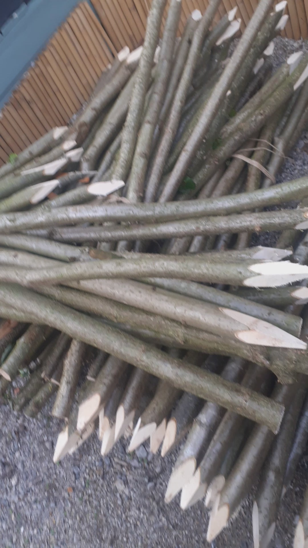 video of pointed hazel 