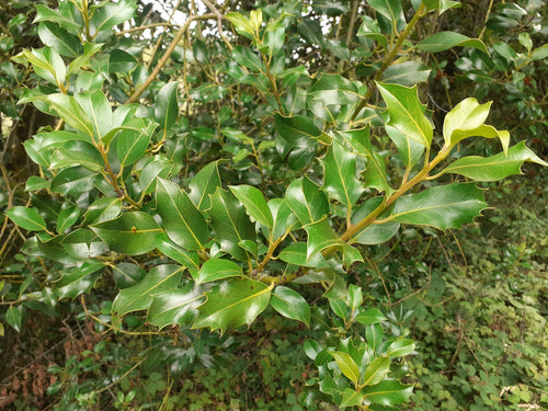 10 x 30cm Fresh Cut Holly Sprigs 20cm – Green Leaf Without Berries – Ideal for Wreaths & Seasonal Crafts