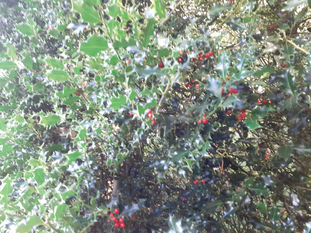 Fresh Cut Holly Sprigs with red berries | 20cm | Pack of 10 | Wreaths & Seasonal Crafts