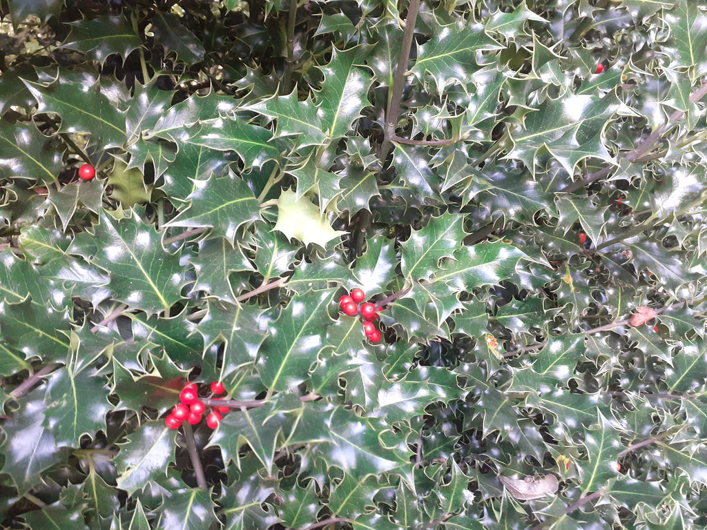 Close-up of holly leaves with bright red berries, showing glossy dark green foliage with lighter green edges.