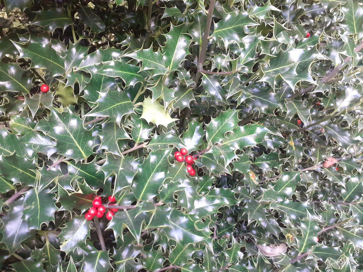 Close-up of holly leaves with bright red berries, showing glossy dark green foliage with lighter green edges.