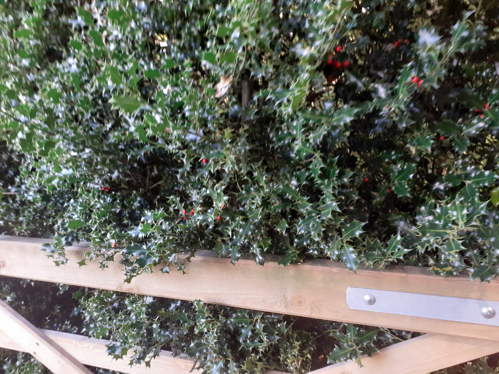Fresh Cut Holly Sprigs with red berries | 20cm | Pack of 10 | Wreaths & Seasonal Crafts