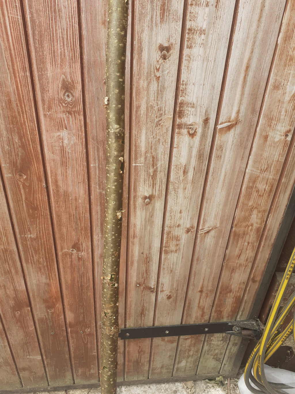 120cm Hazel Walking Stick Blanks & Shanks – Choice of Diameter – Straight, Minimal Faults – Fresh Cut