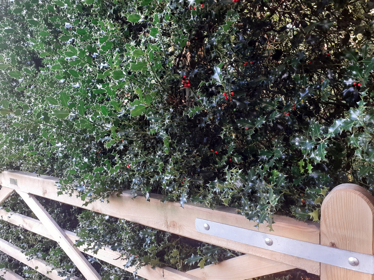 A close-up view of dense green holly shrubbery with small red berries, growing behind a light-colored wooden fence.