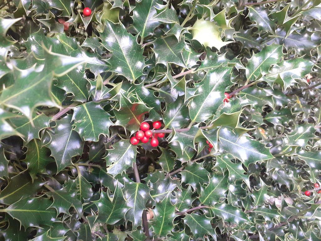 Close-up of holly leaves with glossy dark green edges and bright red berries.