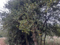 A dense cluster of green holly leafy vines or shrubs growing along the trunk of a tree outdoors, with branches and small reddish-brown berries or buds visible against a bright sky.