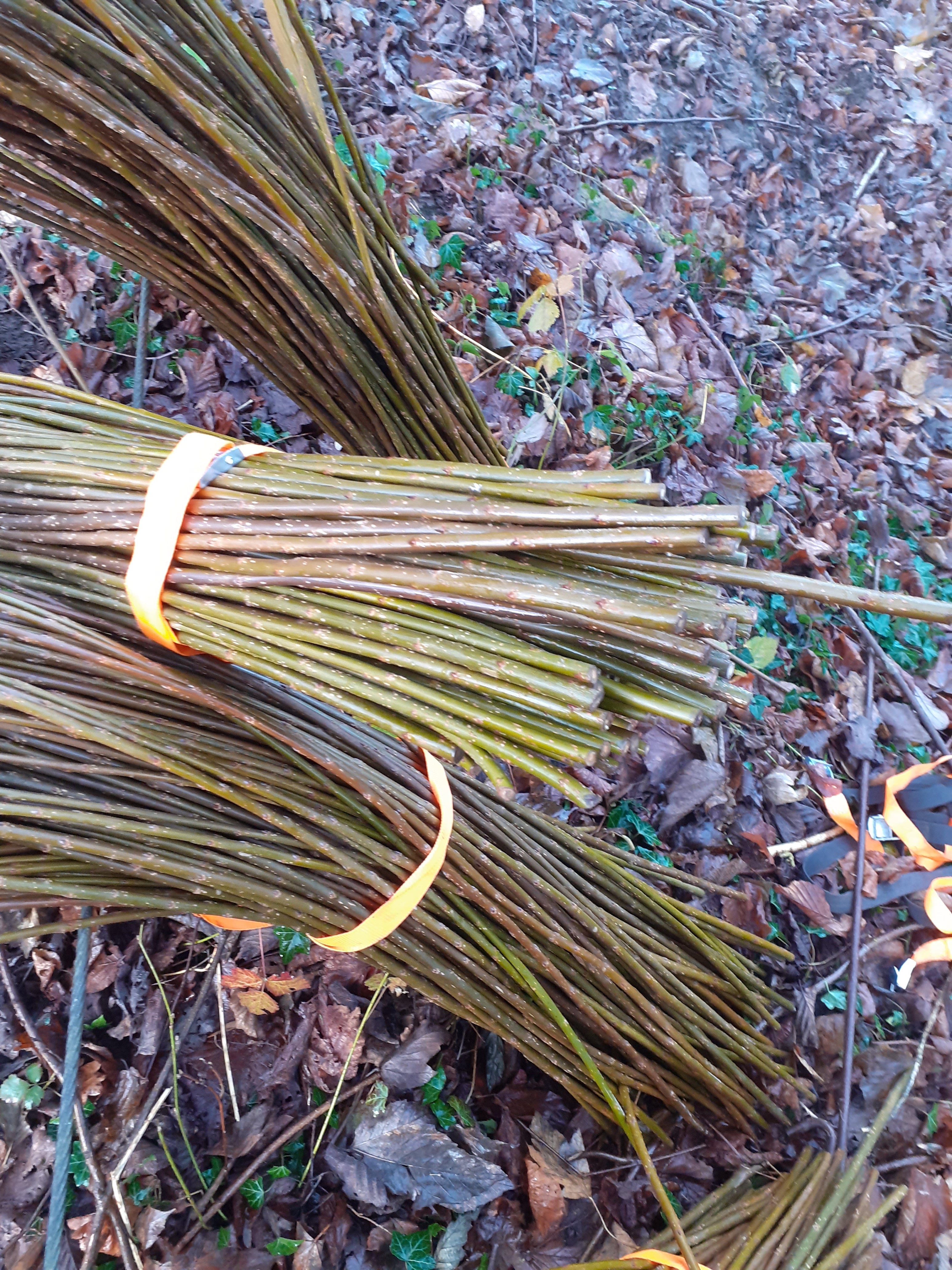 5 x 90cm Living willow whips, rods - Fresh, cut to order - bean pea poles, rods, stakes, sticks, living structure or fencing. Fresh flexible