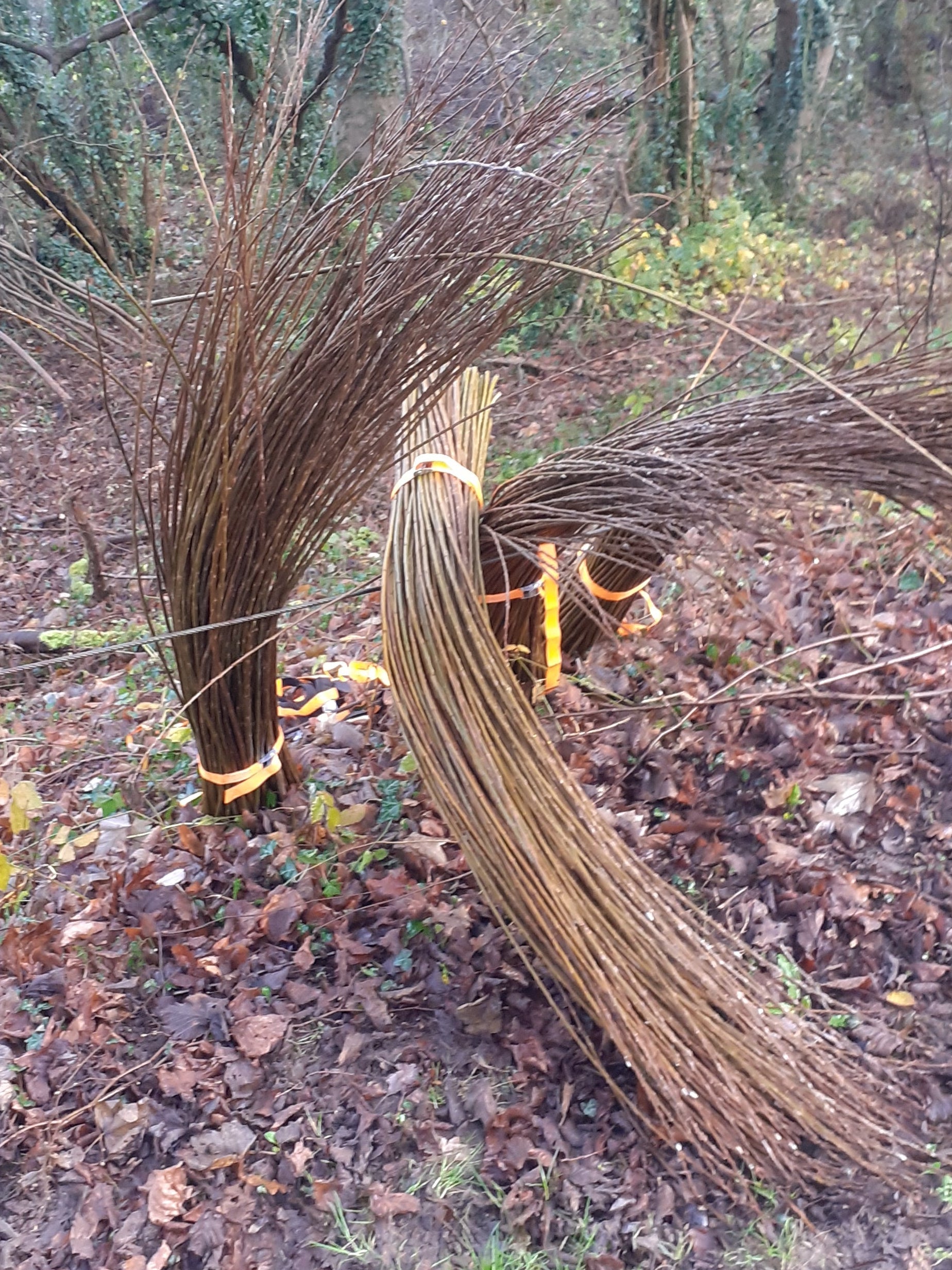 Willow leaning against a wire fence