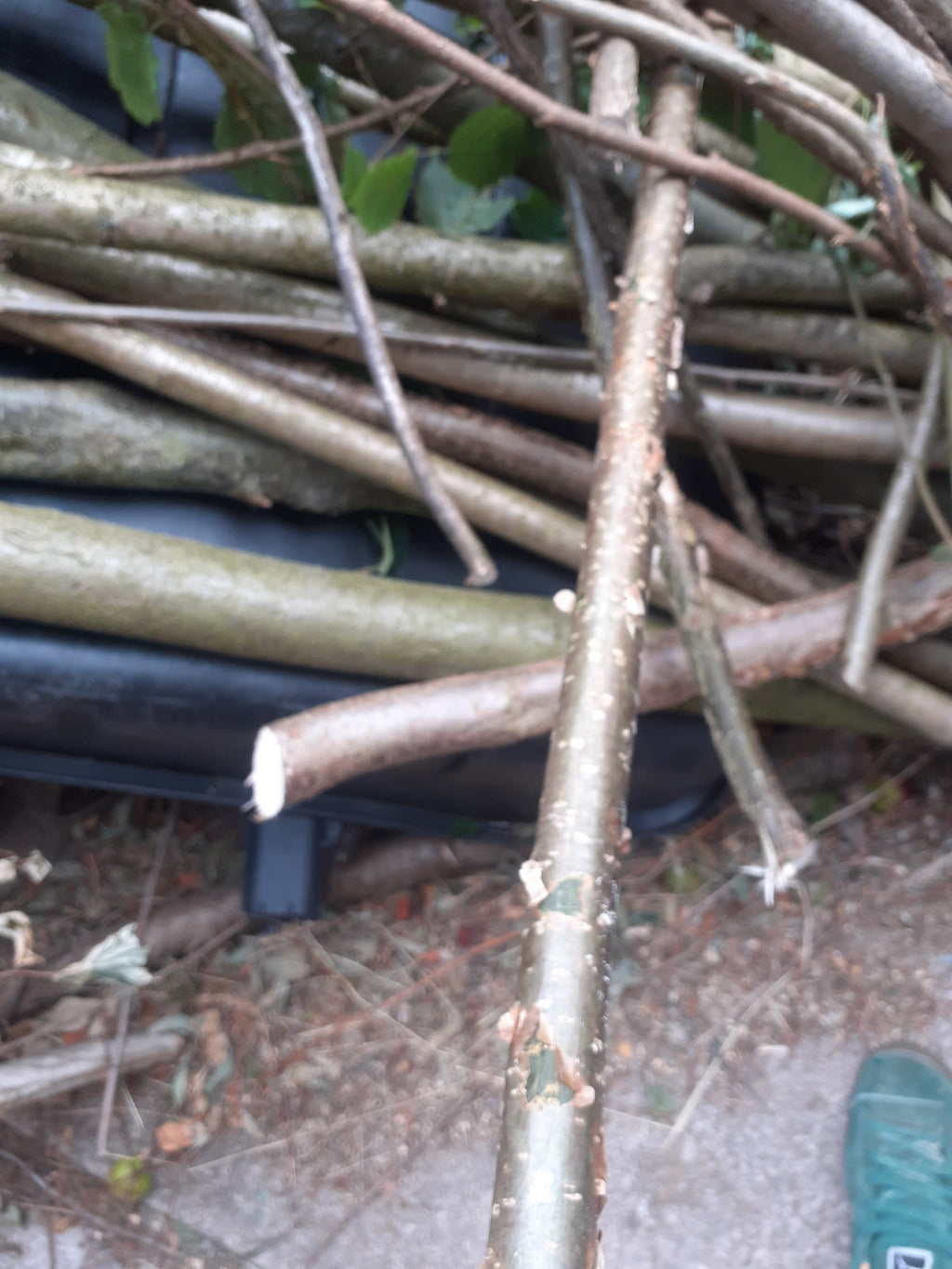 120cm Hazel Walking Stick Blanks & Shanks – Choice of Diameter – Straight, Minimal Faults – Fresh Cut