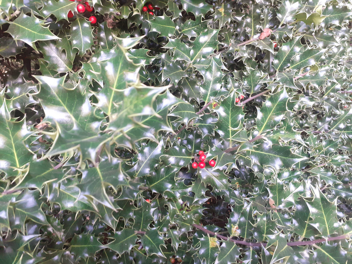 Fresh Cut Holly Sprigs with red berries | 20cm | Pack of 10 | Wreaths & Seasonal Crafts