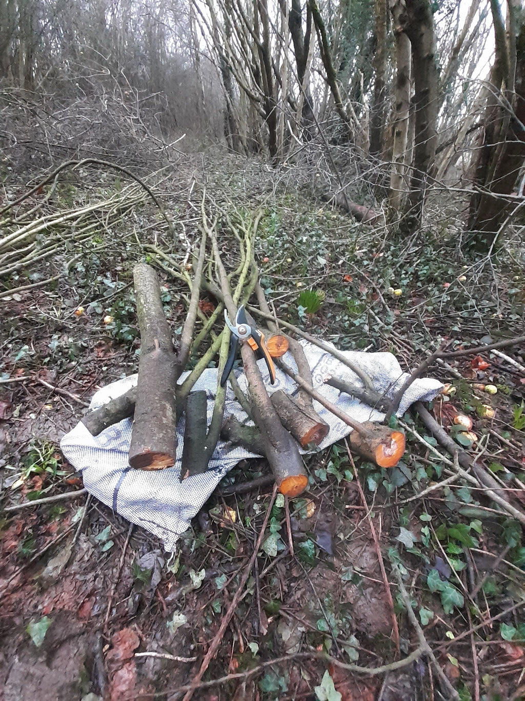 A pile of cut blackthorn logs and branches with pruning shears resting on a white cloth in a wooded outdoor setting.