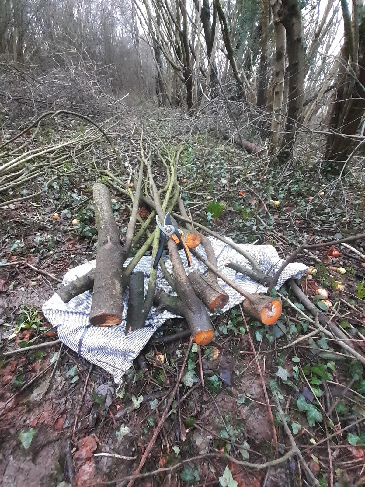 A pile of cut blackthorn logs and branches with pruning shears resting on a white cloth in a wooded outdoor setting.