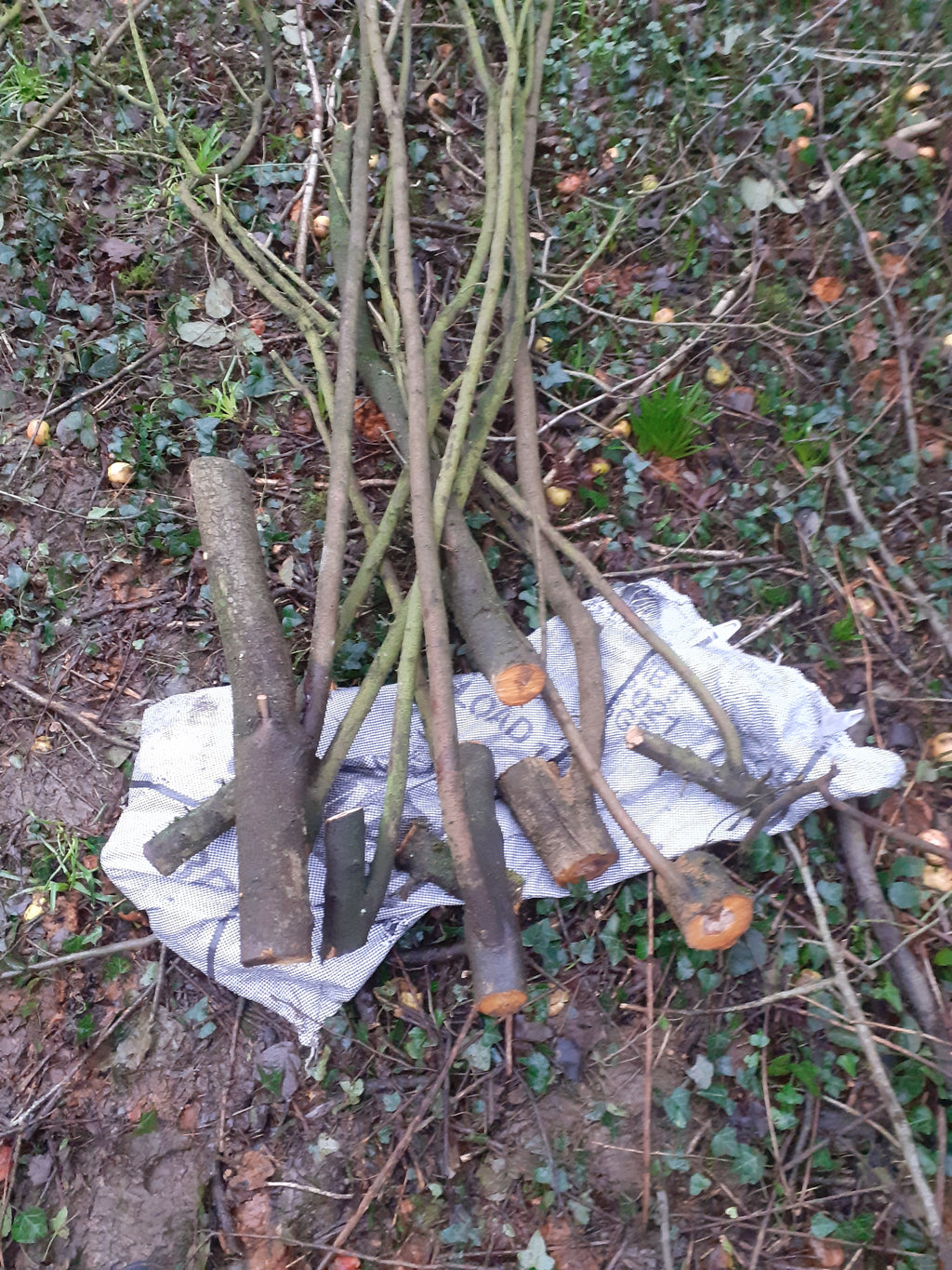 A pile of freshly cut blackthorn tree branches and logs with rough bark, laid on a white sack on the ground outdoors.