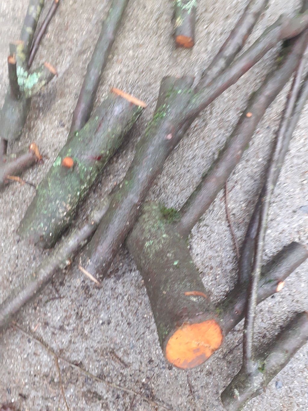 A pile of blackthorn cut tree branches and twigs with rough bark and bright orange exposed wood ends, laid on a gray gravel surface.