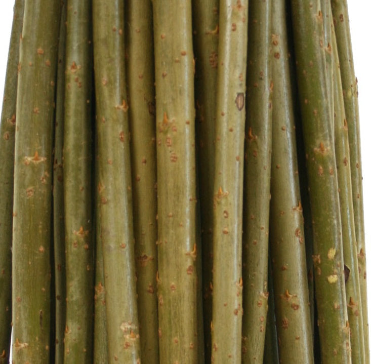 5 x 120cm Living willow whips, rods - Fresh, cut to order - bean pea poles, rods, stakes, sticks, living structure or fencing. Fresh flexible