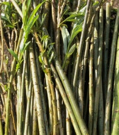 5 x 20cm Fresh willow sticks for rabbits and guinea pigs gnawing