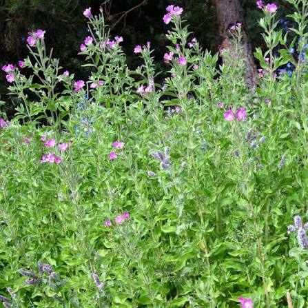 Hairy Willowherb – 5 Live Plants with Roots | Pond Marginal & Wildlife Plant