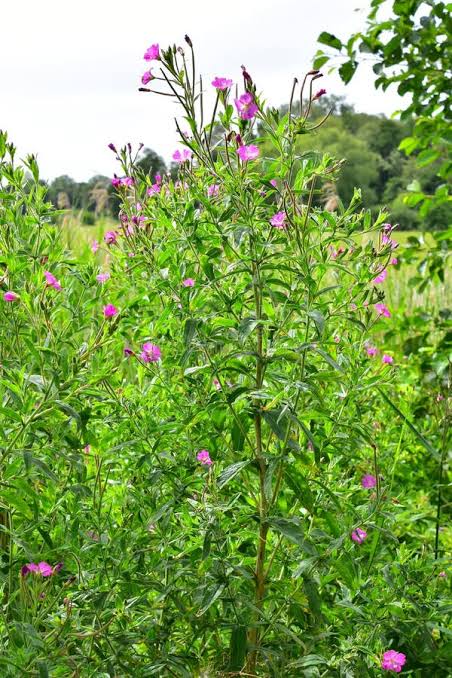 Hairy Willowherb – 5 Live Plants with Roots | Pond Marginal & Wildlife Plant