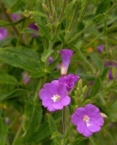 Hairy Willowherb – 5 Live Plants with Roots | Pond Marginal & Wildlife Plant