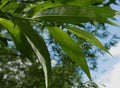 100g Fresh willow Leaves (leaves only) for rabbits and guinea pigs
