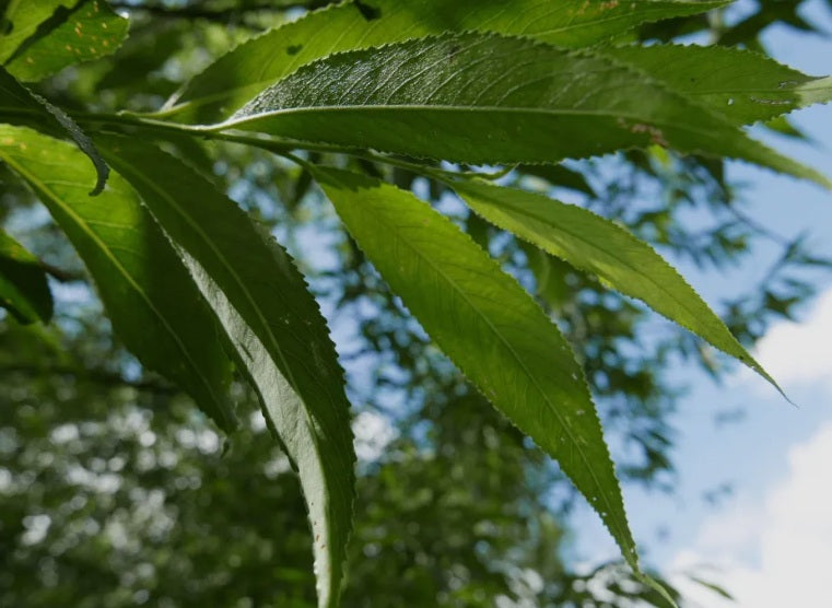 100g Fresh willow Leaves (leaves only) for rabbits and guinea pigs